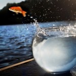 goldfish jumping out of the water